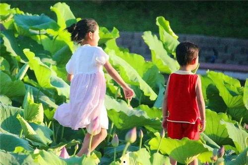 霍依依 叶儿吃瓜,揭秘娱乐圈背后的秘密