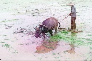 梦见牛吃瓜叶,牛儿食瓜叶的神秘寓意