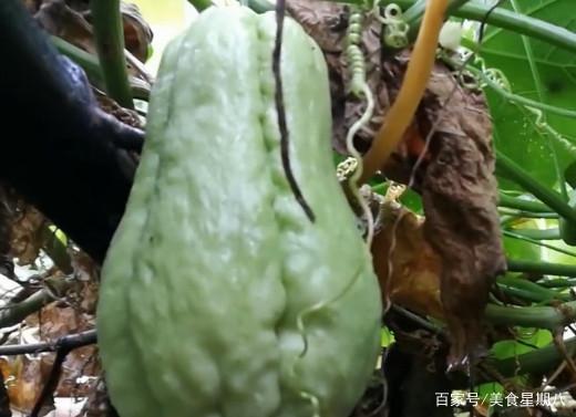 佛瓜能直接吃吗,佛瓜可直接食用揭秘