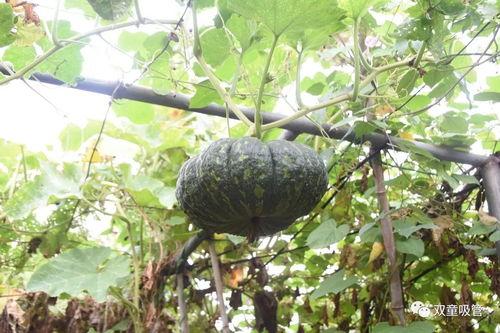 现在吃瓜状态,揭秘娱乐圈最新吃瓜盛况