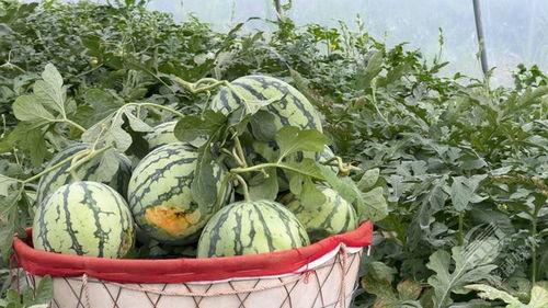 在村里吃瓜,围坐瓜田，共享欢乐时光