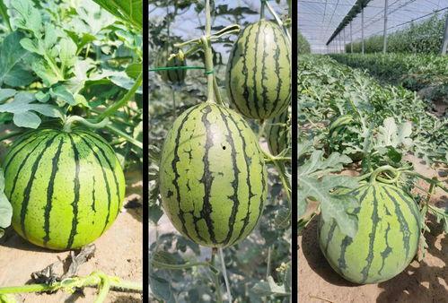 吃瓜详细,吃瓜群众眼中的明星幕后故事