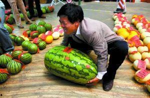 道具吃瓜比赛破茧,吃瓜比赛道具大揭秘