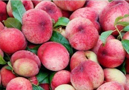 吃瓜鹅桃桃,揭秘娱乐圈的甜蜜与苦涩