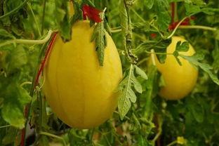 吃瓜群0,一场网络热议背后的真相与反思