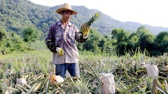 金乡县吃瓜,探寻瓜乡的独特魅力