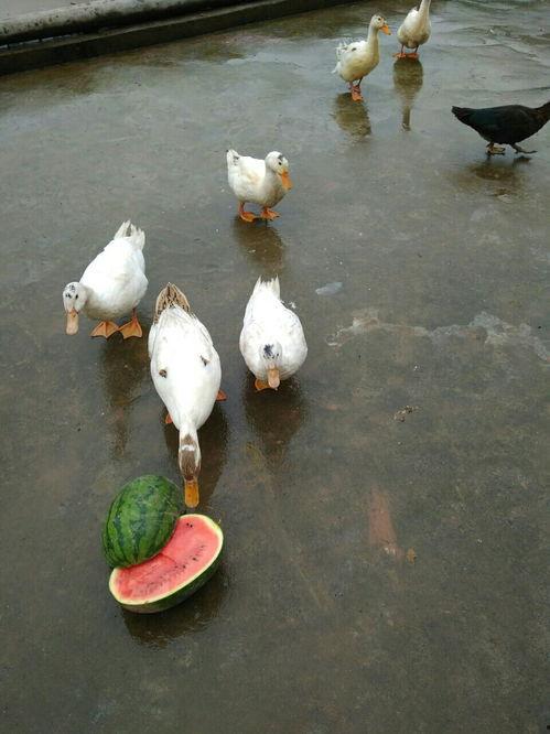 鸭吃瓜瓢,探寻鸭儿与瓜瓢的趣味互动