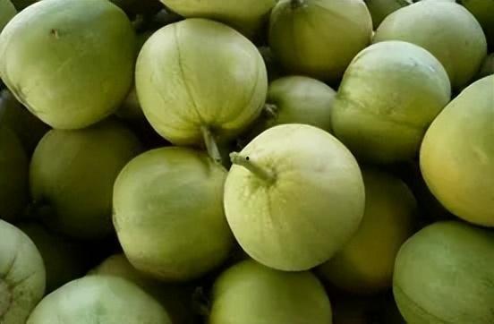 香瓜田吃瓜,一场别开生面的吃瓜盛宴