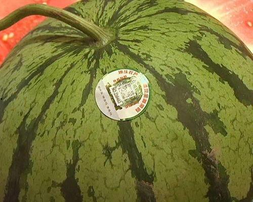 莎头比赛吃瓜,一场吃瓜盛宴的巅峰对决