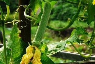 卢瓜是几月吃的,揭秘它是在哪个月份收获的