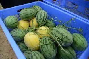 楠梦吃瓜群,揭秘娱乐圈幕后故事