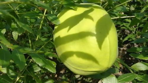 野生瓜可以吃嘛,野生瓜果的食用安全与辨别指南