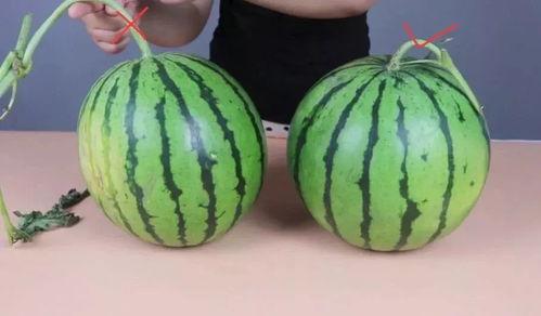 这瓜不甜怎么吃,破解“这瓜不甜”的食用之道