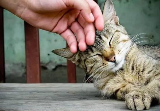 猫吃网纹瓜的视频,趣味食趣瞬间捕捉