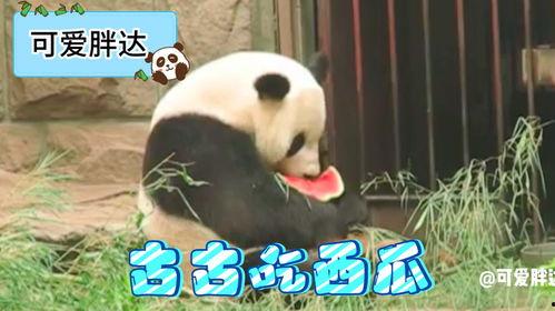 关于熊猫的吃瓜