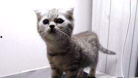 吃瓜萌猫,揭秘猫咪的趣味生活瞬间