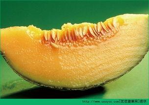 一天吃一个哈密瓜,哈密瓜的养生之道