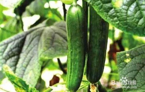 黄瓜大肚瓜怎么吃