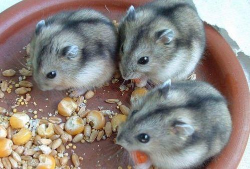 仓鼠吃瓜完整视频,萌宠美食大揭秘