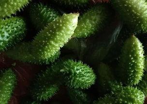 怎么吃野刺瓜,探索自然美味的新境界