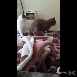 吃瓜小八姨,娱乐圈幕后风云的知情者