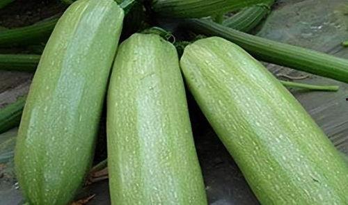 秋瓜要怎么吃,秋季吃瓜的正确打开方式