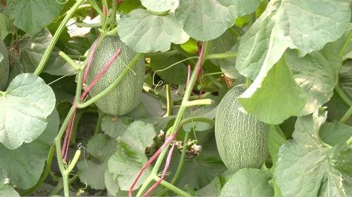 甜蜜蜜吃瓜,揭秘娱乐圈甜蜜背后的秘密瓜