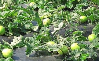 吃密瓜嘴里发麻,揭秘吃密瓜嘴麻的神奇体验