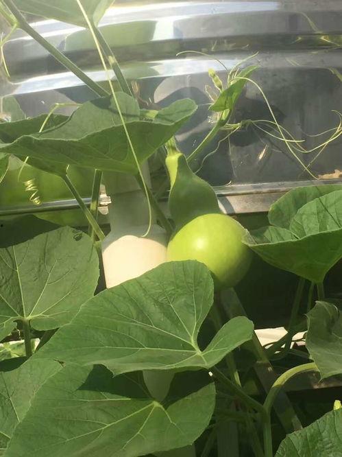 娃娃吃葫芦瓜,娃娃的美食探险之旅