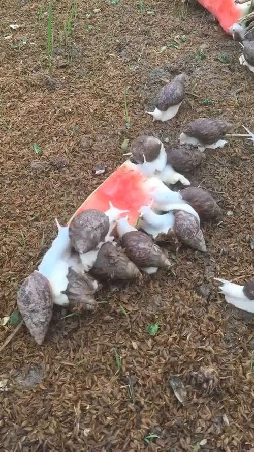 吃瓜蜗牛印度,吃瓜蜗牛的奇幻之旅