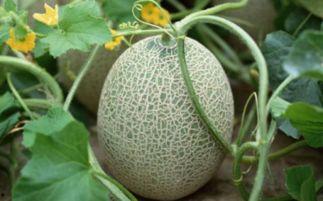 吃哈密瓜后能不能吃牛奶,食用搭配的奥秘解析