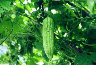 绝配吃瓜,揭秘明星情侣甜蜜背后的秘密