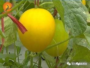 天等吃瓜,揭秘当地特色美食背后的故事