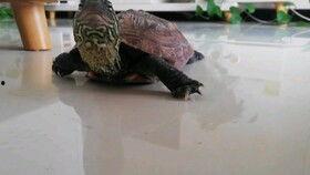 乌龟吃彩虹瓜,乌龟的奇幻美食之旅